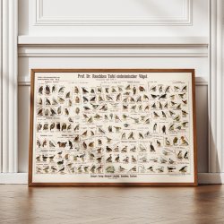 Hjemlige fugle 1910 - Anskuelsesbillede