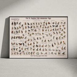 Hjemlige fugle 1910 - Anskuelsesbillede