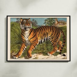 Tiger 1905 - Anskuelsesbillede