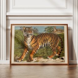 Tiger 1905 - Anskuelsesbillede