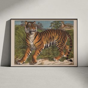 Tiger 1905 - Anskuelsesbillede