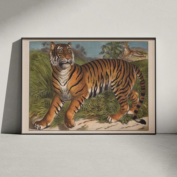 Tiger 1905 - Anskuelsesbillede