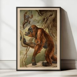 Orangutang 1910 - Anskuelsesbillede
