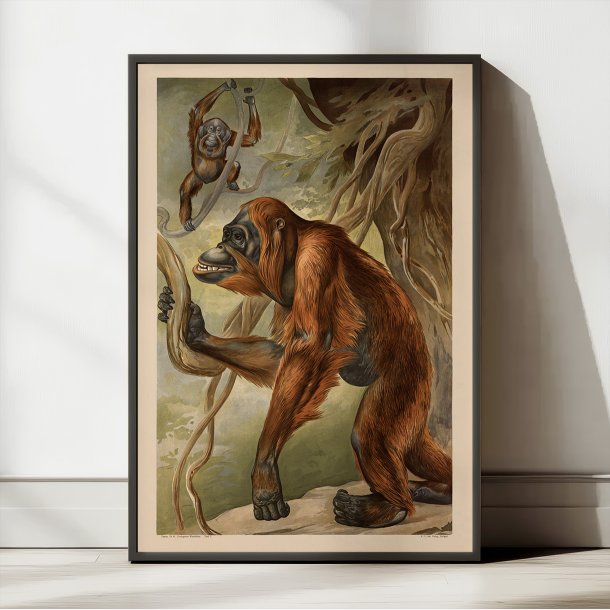 Orangutang 1910 - Anskuelsesbillede