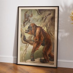 Orangutang 1910 - Anskuelsesbillede