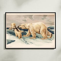 Isbjrn 1910 - Anskuelsesbillede