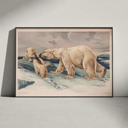 Isbjrn 1910 - Anskuelsesbillede