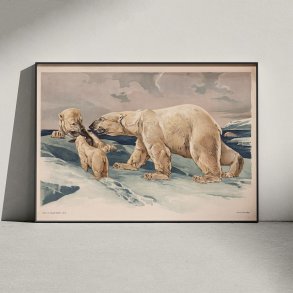 Isbjrn 1910 - Anskuelsesbillede