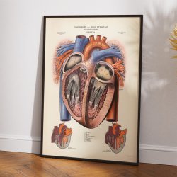 Hjertet 1951 - Anskuelsesbillede