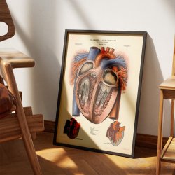 Hjertet 1951 - Anskuelsesbillede