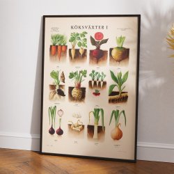 Kkkenurter 1936 - Anskuelsesbillede