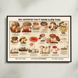 Giftige svampe 1909 - Anskuelsesbillede