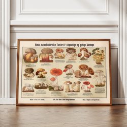 Giftige svampe 1909 - Anskuelsesbillede