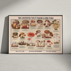 Giftige svampe 1909 - Anskuelsesbillede