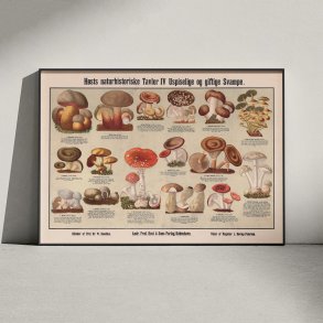 Giftige svampe 1909 - Anskuelsesbillede