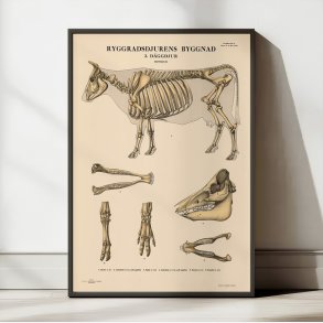 Pattedyr, hovdyr 1946 - Anskuelsesbillede