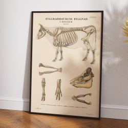 Pattedyr, hovdyr 1946 - Anskuelsesbillede