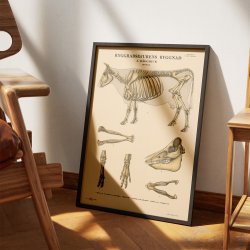 Pattedyr, hovdyr 1946 - Anskuelsesbillede