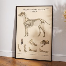 Pattedyr, rovdyr 1946 - Anskuelsesbillede