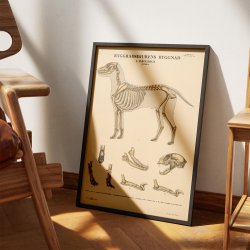 Pattedyr, rovdyr 1946 - Anskuelsesbillede