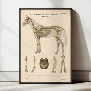 Pattedyr, hest 1946 - Anskuelsesbillede