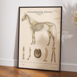 Pattedyr, hest 1946 - Anskuelsesbillede