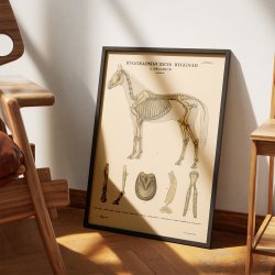 Pattedyr, hest 1946 - Anskuelsesbillede