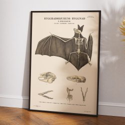 Gnavere og flagermus 1946 - Anskuelsesbillede