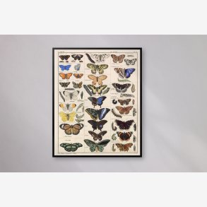 Sommerfugle og larver 1836 - Naturhistorisk tavle