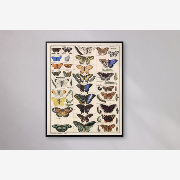 Sommerfugle og larver 1836 - Naturhistorisk tavle
