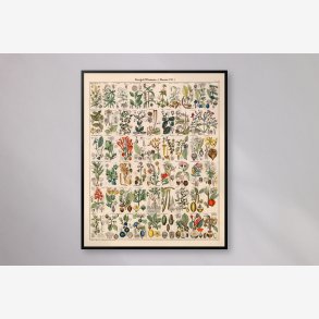 Botanisk artsgitter 1836 - Naturhistorisk tavle