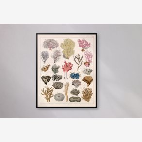 Koraller og strer 1836 - Naturhistorisk tavle