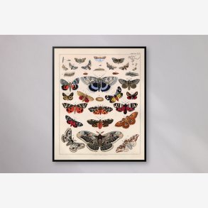 Sommerfugle & larver 1836 - Naturhistorisk tavle