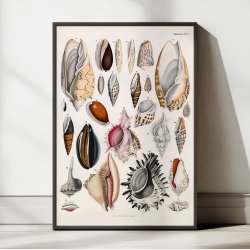 Sskaller 1836 - Naturhistorisk tavle