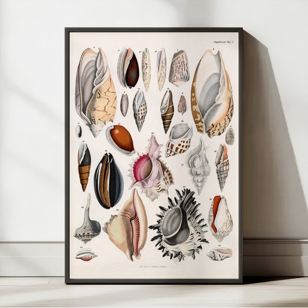 Sskaller 1836 - Naturhistorisk tavle