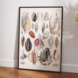 Sskaller 1836 - Naturhistorisk tavle