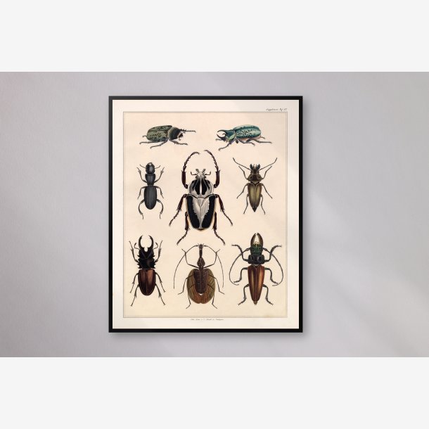 Biller og insekter 1836 - Naturhistorisk tavle