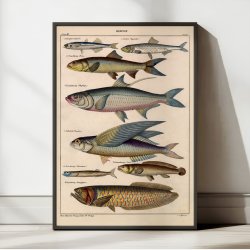 Fisk i profil 1836 - Naturhistorisk tavle
