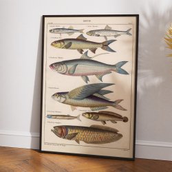 Fisk i profil 1836 - Naturhistorisk tavle