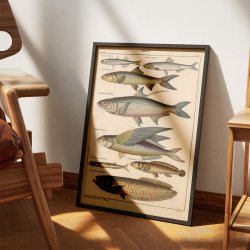 Fisk i profil 1836 - Naturhistorisk tavle
