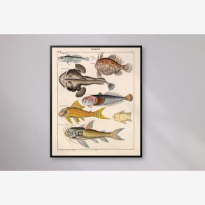 Srlige fisk 1836 - Naturhistorisk tavle
