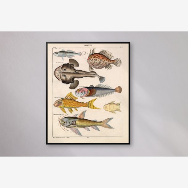 Srlige fisk 1836 - Naturhistorisk tavle