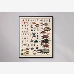 Billekompendium 1836 - Naturhistorisk tavle