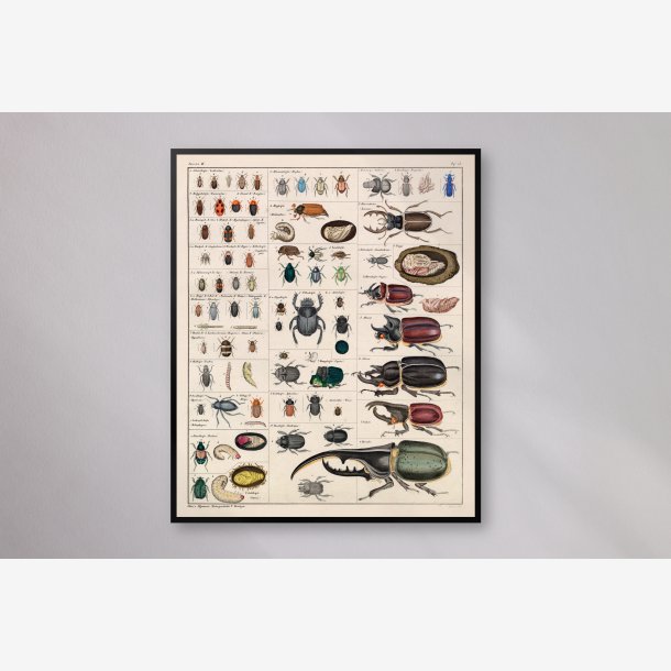 Billekompendium 1836 - Naturhistorisk tavle