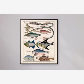 Farverige fisk 1836 - Naturhistorisk tavle