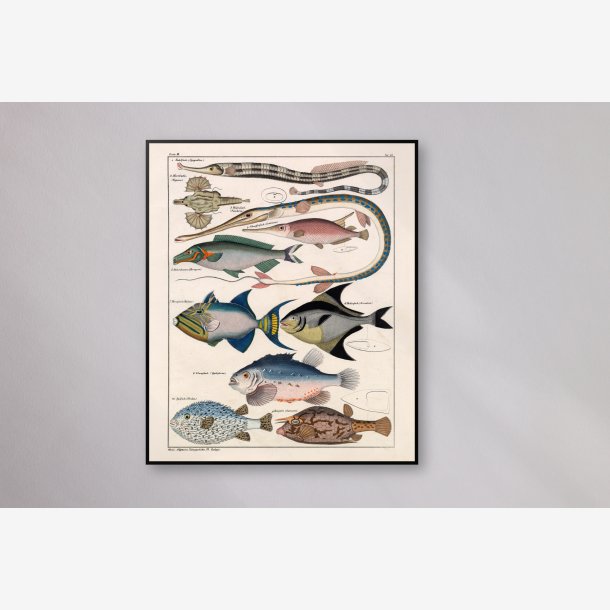 Farverige fisk 1836 - Naturhistorisk tavle
