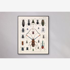 Langhornsbille og insekter 1836 - Naturhistorisk tavle