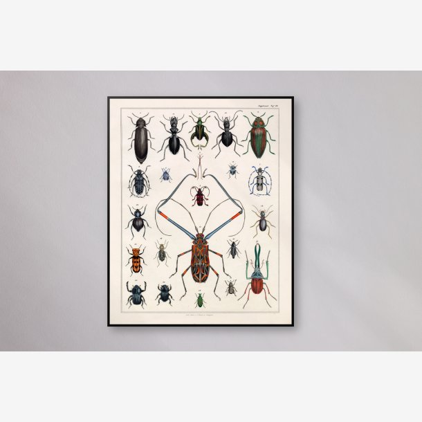 Langhornsbille og insekter 1836 - Naturhistorisk tavle