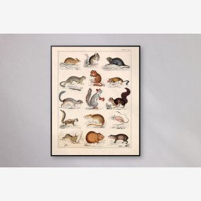 Sm pattedyr og firben 1836 - Naturhistorisk tavle