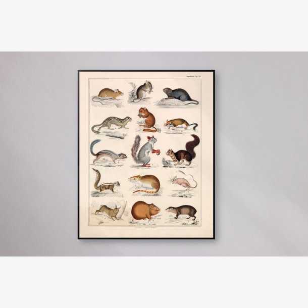 Sm pattedyr og firben 1836 - Naturhistorisk tavle